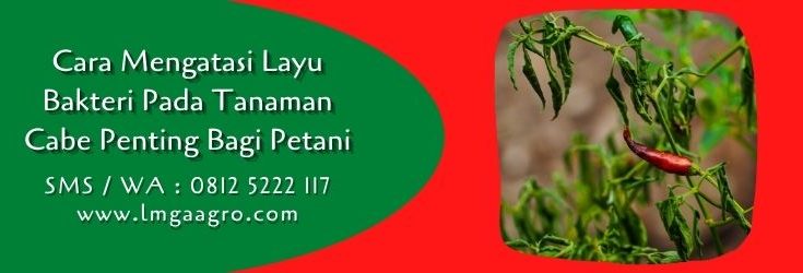 cara mengatasi layu bakteri pada tanaman cabe,cabe,budidaya cabe,petani cabe,lmga agro