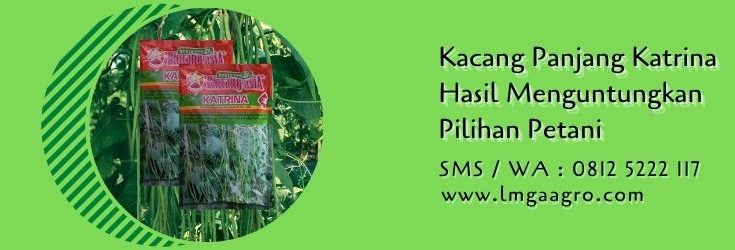 kacang panjang katrina,benih kacang panjang,kacang panjang,sayuran,kacang kacangan,lmga agro
