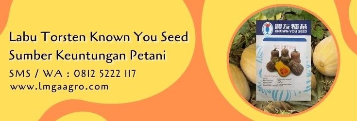 labu torsten,budidaya labu,known you seed,buah labu,lmga agro