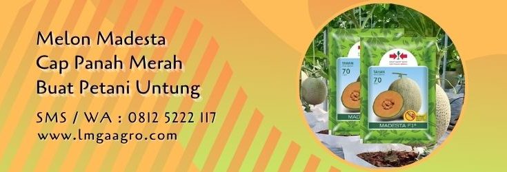 melon madesta,budidaya melon,benih melon,buah melon,petani,lmga agro