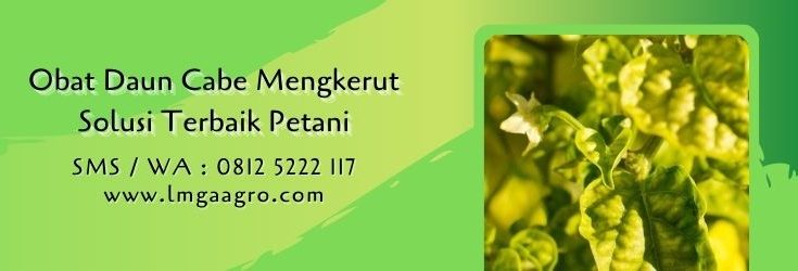 obat daun cabe mengkerut,pestisida,insektisida,obat hama,budidaya cabe,lmga agro