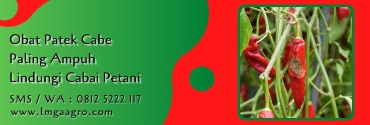 obat patek cabe paling ampuh,budidaya cabe,pestisida,fungisida,antraknosa,lmga agro