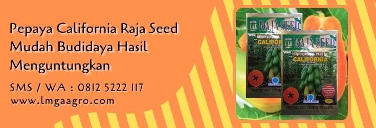pepaya california raja seed,pepaya california,budidaya pepaya,benih pepaya,cara menanam pepaya,lmga agro