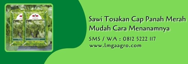 sawi tosakan,budidaya sawi,benih sawi,sawi hijau,cara menanam sawi,lmga agro