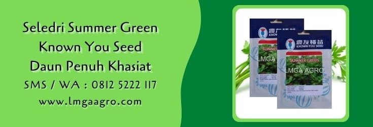 seledri summer green,known you seed,budidaya seledri,benih seledri,daun seledri,lmga agro