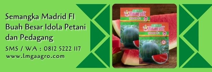 semangka madrid,bibit semangka madrid,benih semangka madrid,benih semangka madrid f1,semangka madrid f1,harga bibit semangka madrid,semangka tanpa biji,budidaya semangka,benih semangka,buah semangka,lmga agro
