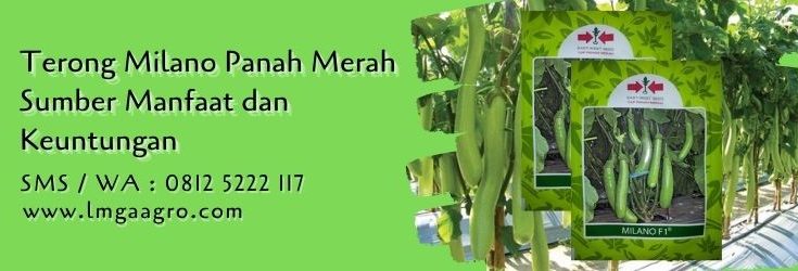 terong milano,budidaya terong,terong hijau,terong,panah merah,lmga agro