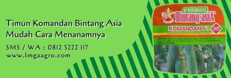 timun komandan,budidaya timun,benih timun,bibit timun,timun,lmga agro