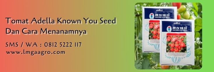 tomat adella,budidaya tomat,benih tomat,bibit tomat,cara menanam tomat,lmga agro