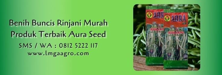 benih buncis rinjani,benih buncis,budidaya buncis,sayuran buncis,lmga agro