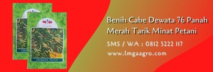 benih cabe dewata 76,cap panah merah,budidaya cabe,benih cabe,petani cabe,lmga agro