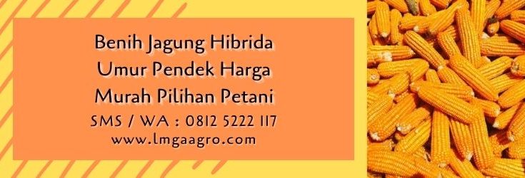 benih jagung hibrida umur pendek,petani,budidaya jagung,benih jagung,tanaman jagung,lmga agro