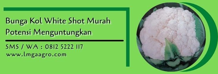 bunga kol white shot,kembang kol,bunga kol,budidaya bunga kol,lmga agro