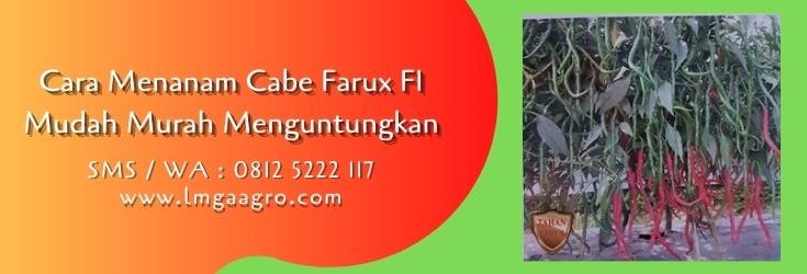 cara menanam cabe farux f1,cara menanam cabe,budidaya cabe,benih cabe,cabe farux f1,lmga agro