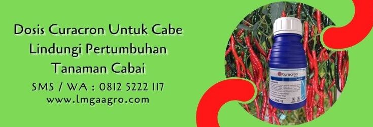 dosis curacron untuk cabe,budidaya cabe,petani cabe,insektisida,pestisida,pestisida sistemik,lmga agro