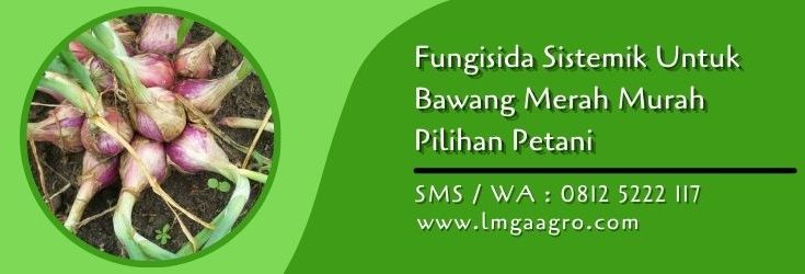 fungisida sistemik untuk bawang merah,bawang merah,fungisida sistemik,pestisida sistemik,obat hama,lmga agro
