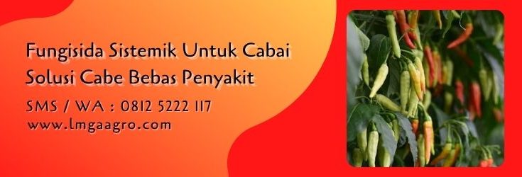 fungisida sistemik untuk cabai,budidaya cabe,fungisida,fungisida sistemik,pestisida,lmga agro