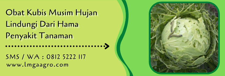 obat kubis musim hujan,sayuran kol,sayur kol,hama tanaman,pestisida,lmga agro