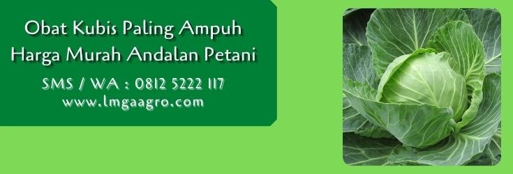 obat kubis paling ampuh,budidaya kubis,hama tanaman,pestisida,insektisida,lmga agro