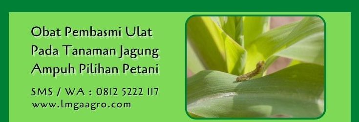 obat pembasmi ulat pada tanaman jagung,budidaya jagung,pestisida,insektisida,lmga agro