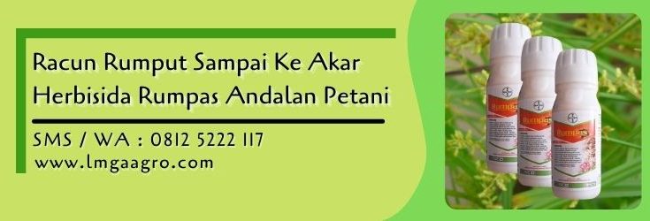 racun rumput sampai ke akar,racun rumput,herbisida,tanaman gulma,gulma,herbisida rumpas,lmga agro
