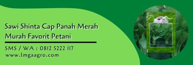 sawi shinta,benih sawi,budidaya sawi,sawi hijau,sawi,lmga agro