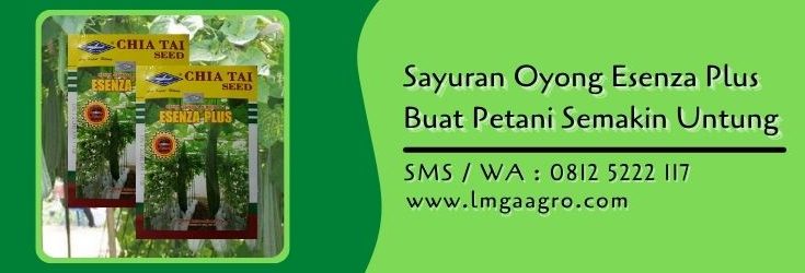 sayuran oyong esenza plus,sayuran oyong,gambas,benih gambas,lmga agro