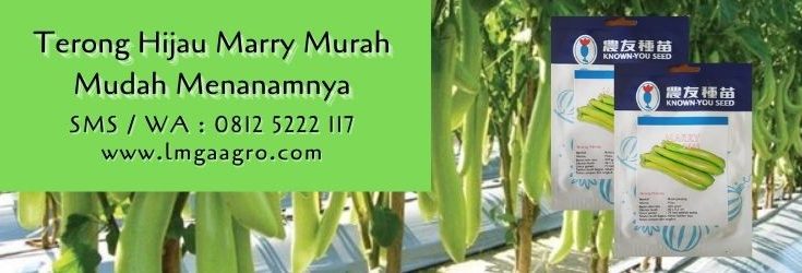 terong hijau marry,budidaya terong,benih terong,terong hijau,cara menanam terong,lmga agro