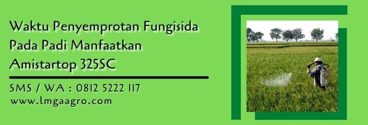 waktu penyemprotan fungisida pada padi,fungisida,pestisida,tanaman padi,petani,lmga agro