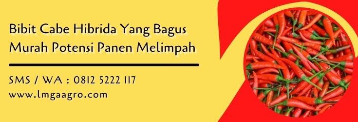 bibit cabe hibrida yang bagus,bibit cabe,benih cabe,budidaya cabe,petani cabe,lmga agro