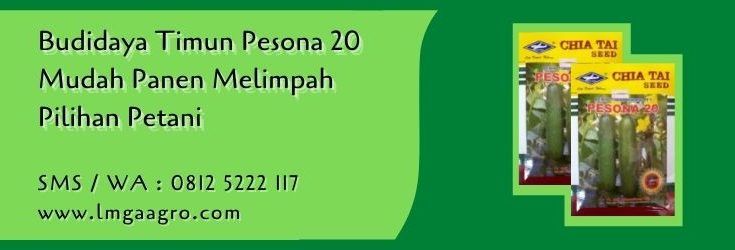 budidaya timun pesona 20,budidaya timun,benih timun,mentimun,timun,petani,lmga agro