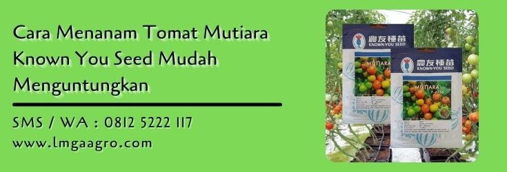 cara menanam tomat mutiara,budidaya tomat,benih tomat,bibit tomat,petani,lmga agro