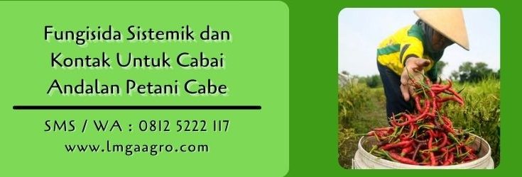 fungisida sistemik dan kontak untuk cabai,fungisida sistemik,fungisida kontak,budidaya cabe,petani cabe,lmga agro