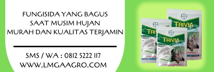 fungisida untuk cabe di musim hujan,fungisida cabe,budidaya cabe,tanaman cabe,lmga agro