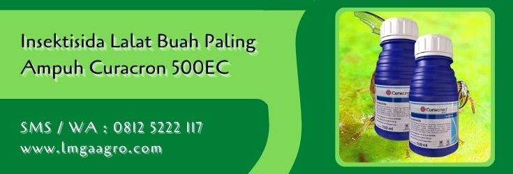 insektisida lalat buah paling ampuh,lalat buah,budidaya semangka,petani,lmga agro