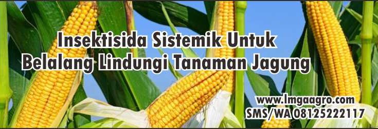 Insektisida Sistemik Untuk Belalang, Tanaman Jagung,Insektisida,Pertanian,Sayuran