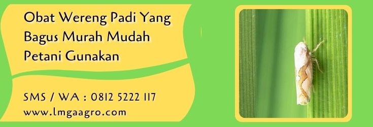 obat wereng padi yang bagus,wereng,budidaya tanaman,tanaman padi,insektisida,lmga agro