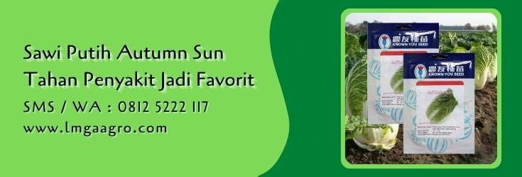 sawi putih autumn sun,budidaya sawi,sawi putih,benih sawi,lmga agro