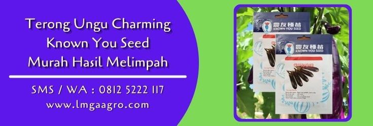 terong ungu charming,terong ungu,budidaya terong,benih terong,lmga agro