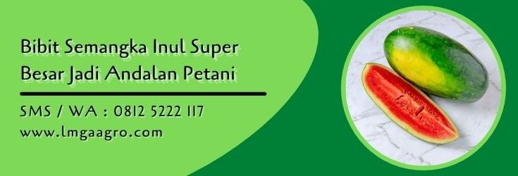 bibit semangka inul super besar,semangka inul,benih semangka,semangka,buah semangka,lmga agro