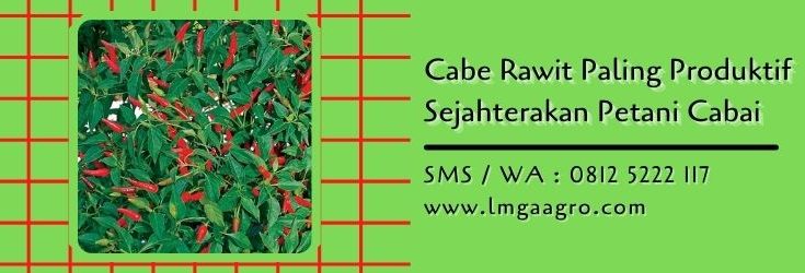 cabe rawit paling produktif,cabe rawit,budidaya cabe,benih cabe,petani cabe,lmga agro