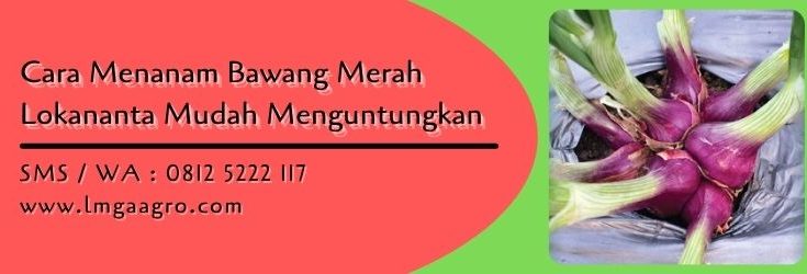 cara menanam bawang merah lokananta,cara menanam bawang merah,bawang merah,budidaya bawang merah,lmga agro
