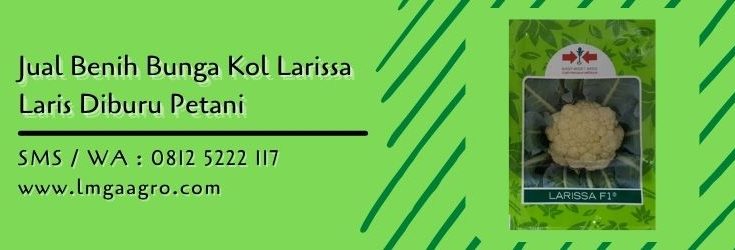 benih bunga kol larissa,bunga kol,benih bunga kol,kembang kol,lmga agro