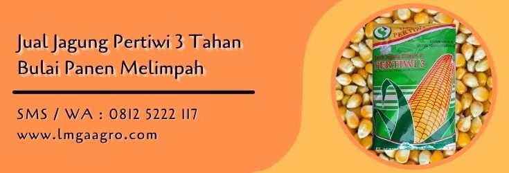 jagung pertiwi 3,budidaya jagung,benih jagung,jagung pakan,lmga agro