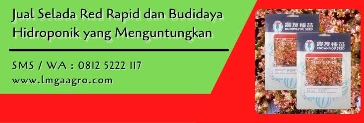 selada red rapid,selada,daun selada,sayur selada,hidroponik,lmga agro