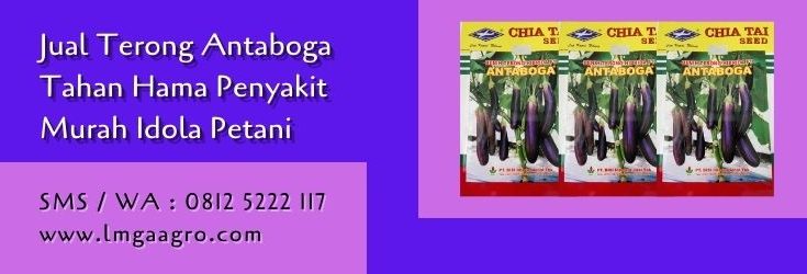 terong antaboga,terong ungu,benih terong,petani,budidaya terong,bibit terong,terong hibrida,lmga agro
