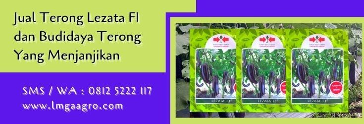 terong lezata F1,terong ungu,benih terong,budidaya terong, terong,lmga agro