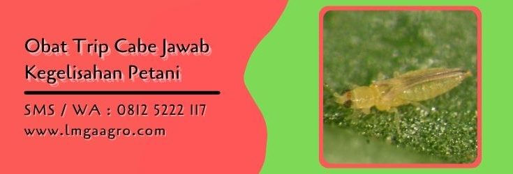 obat trip cabe,pestisida,insektisida,petani cabe,budidaya cabe,lmga agro