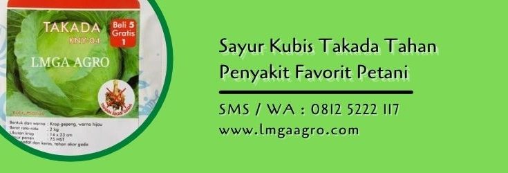 sayur kubis takada,budidaya kubis,benih kubis,sayur kol,sayur kubis,lmga agro