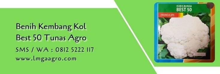 kembang kol best 50,kembang kol,bunga kol,budidaya bunga kol,kubis bunga,lmga agro